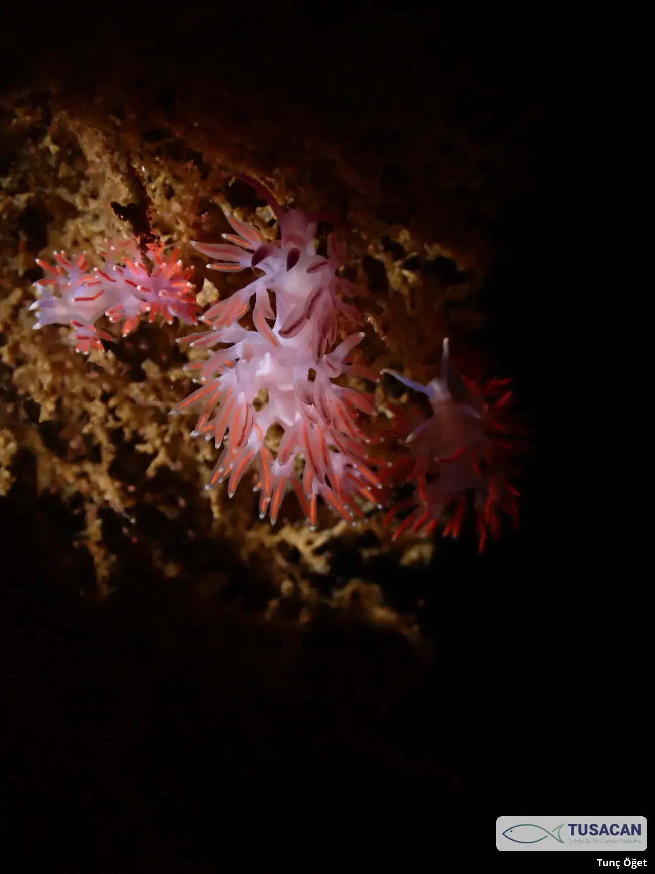 Paraflabellina ischitana