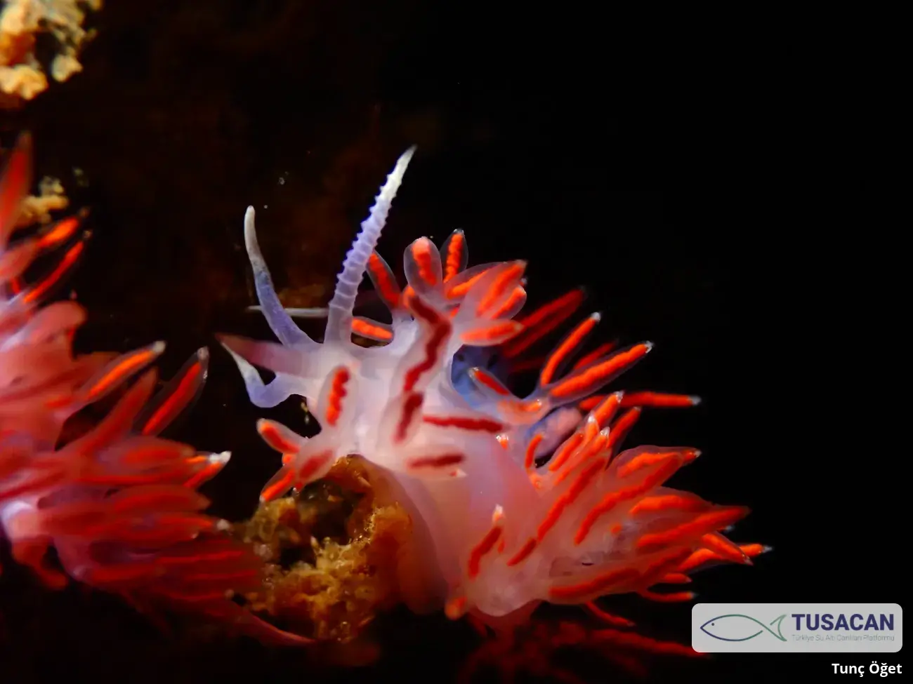 Paraflabellina ischitana