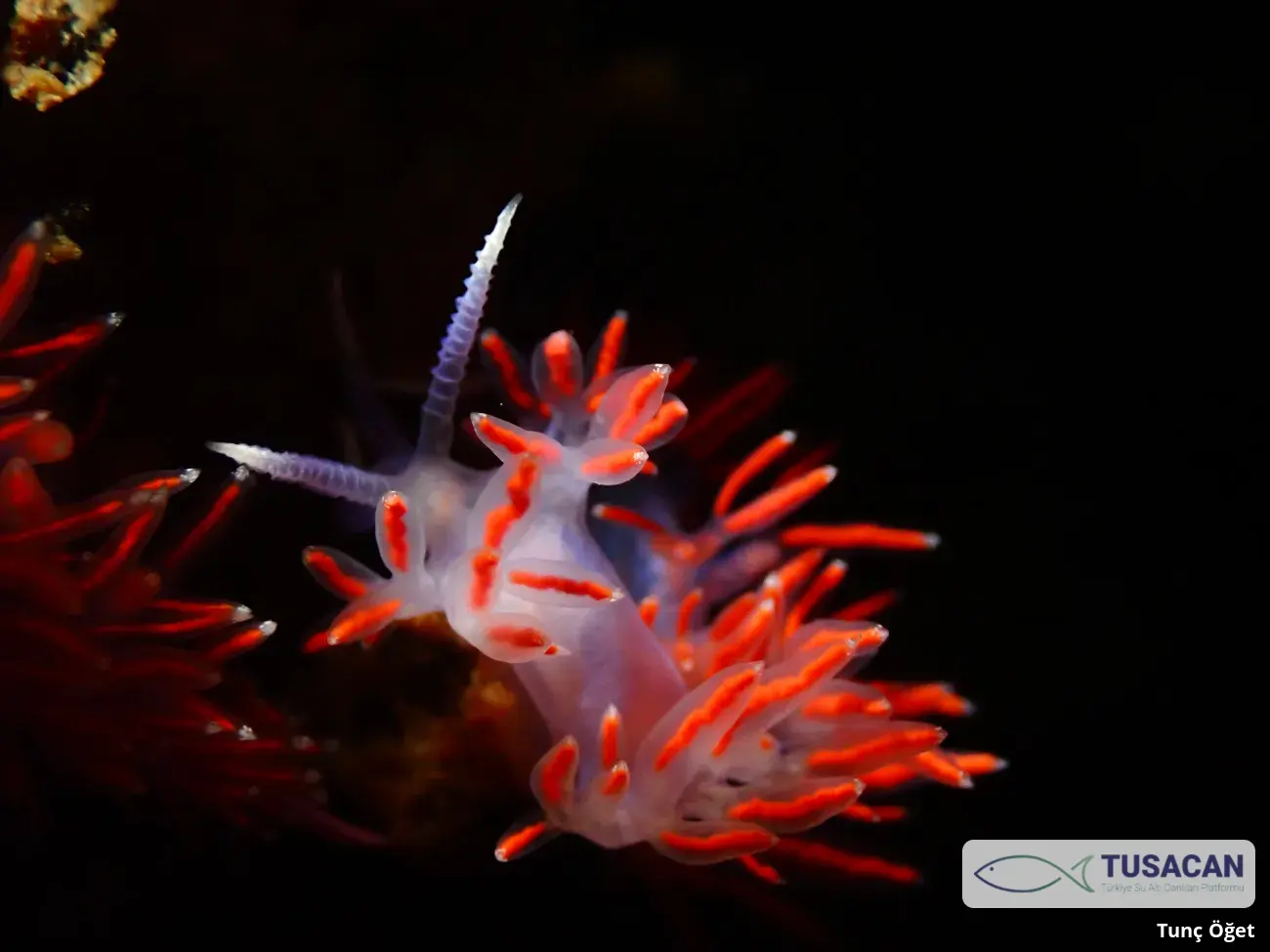 Paraflabellina ischitana
