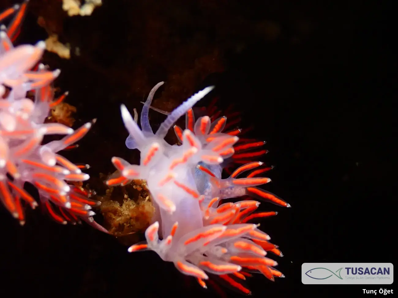 Paraflabellina ischitana