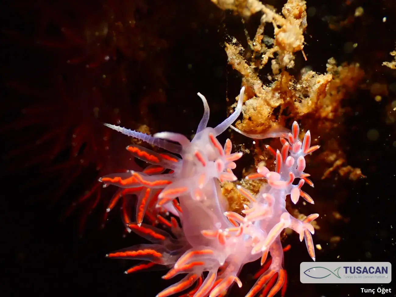Paraflabellina ischitana