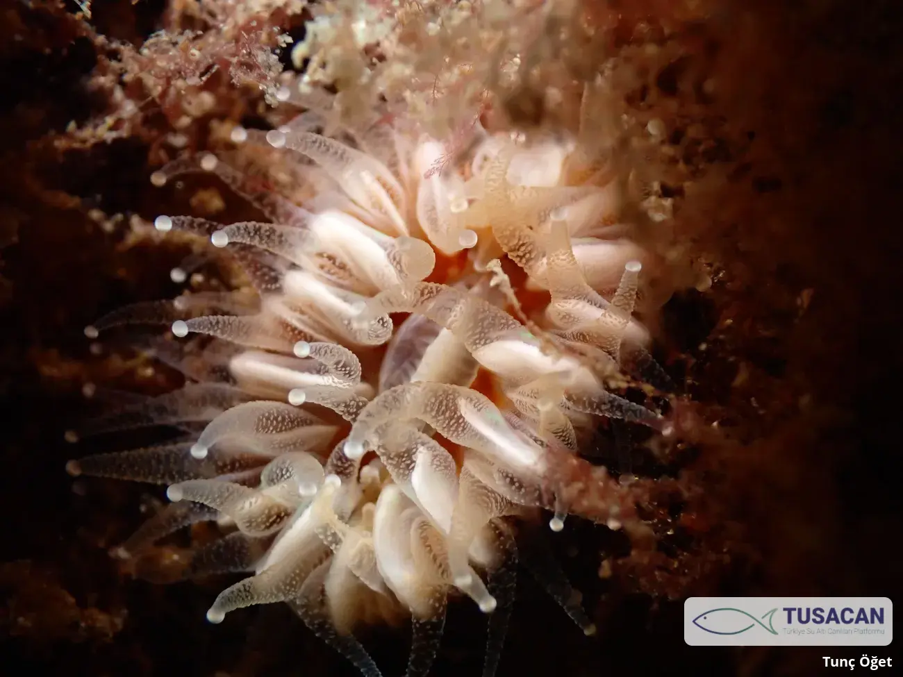 Caryophyllia smithii