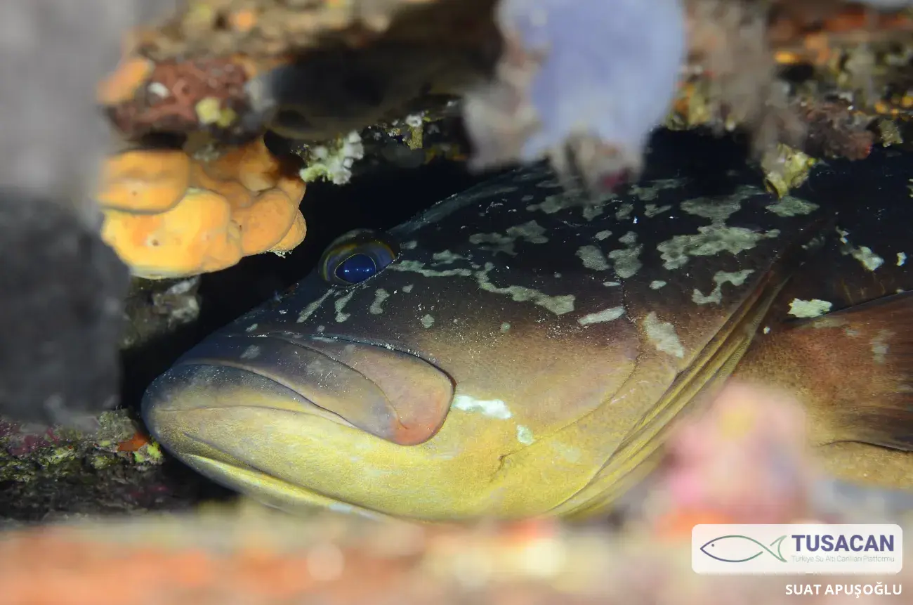 Epinephelus marginatus