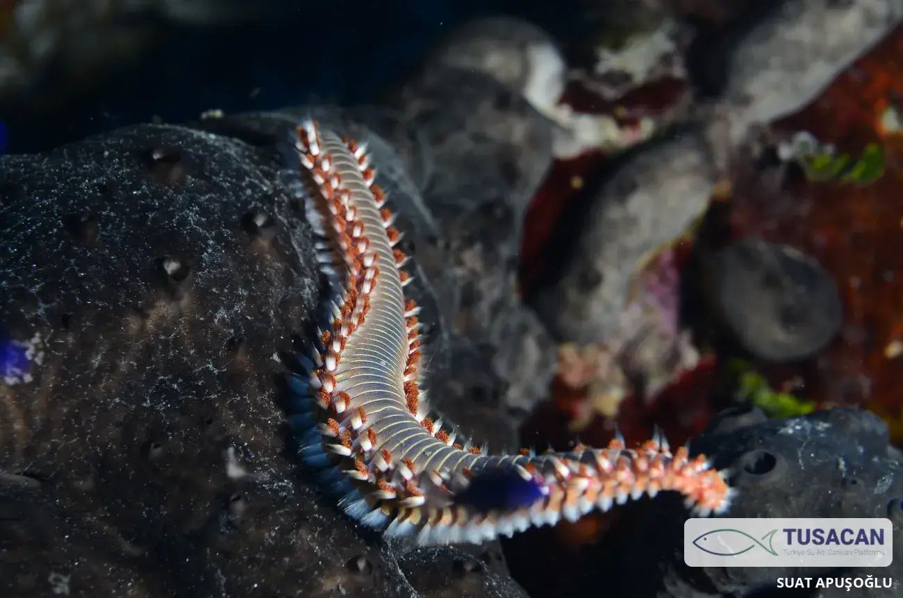 Hermodice carunculata