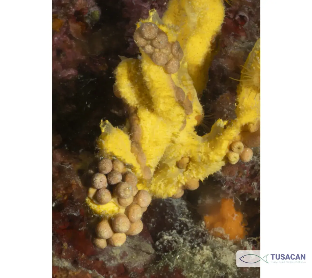 Pseudosuberites sulphureus