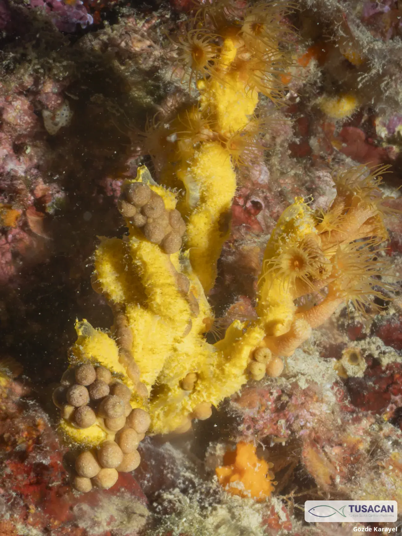 Pseudosuberites sulphureus