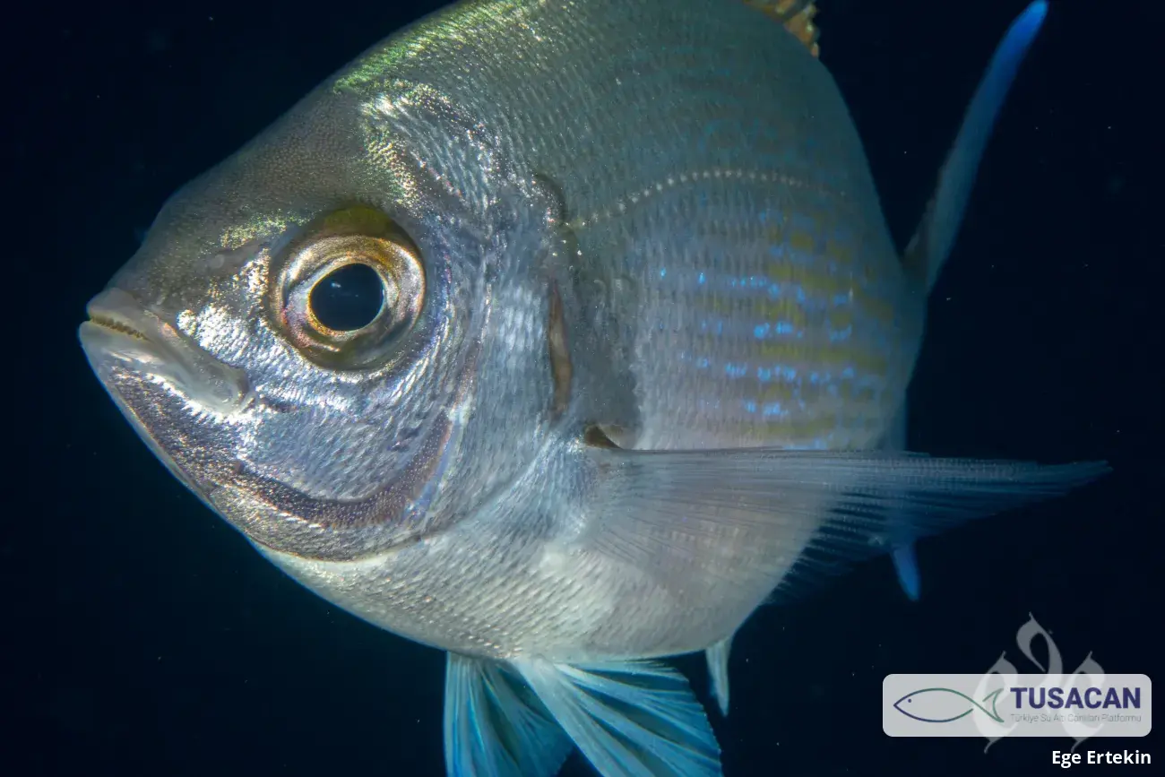 Sarpa salpa