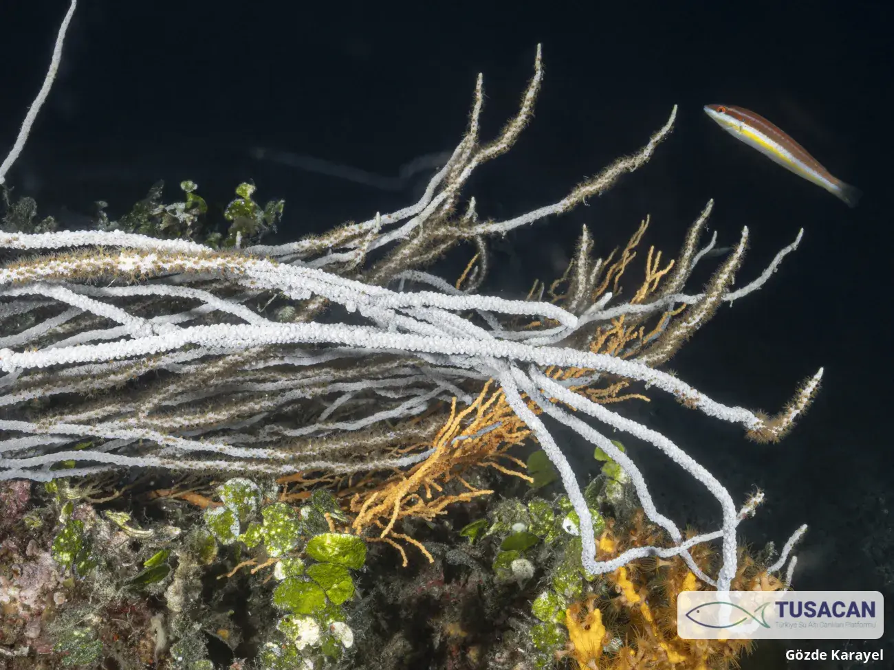 Eunicella singularis