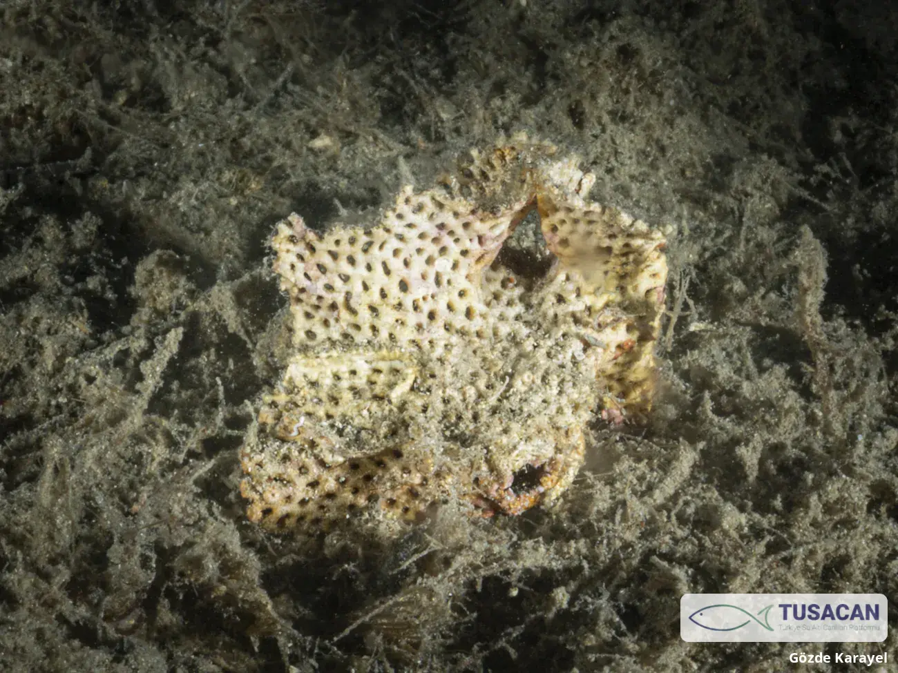 Bryozoa spp.