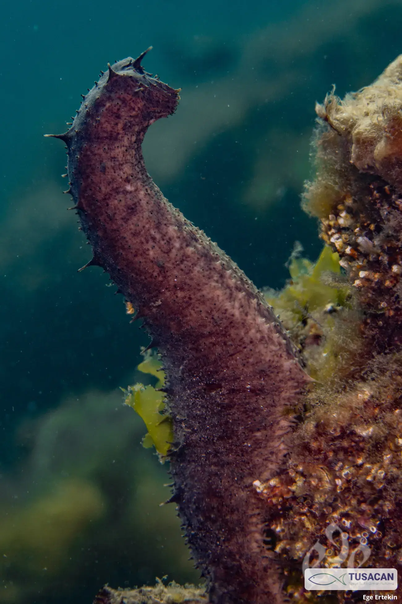 Holothuria (Holothuria) tubulosa