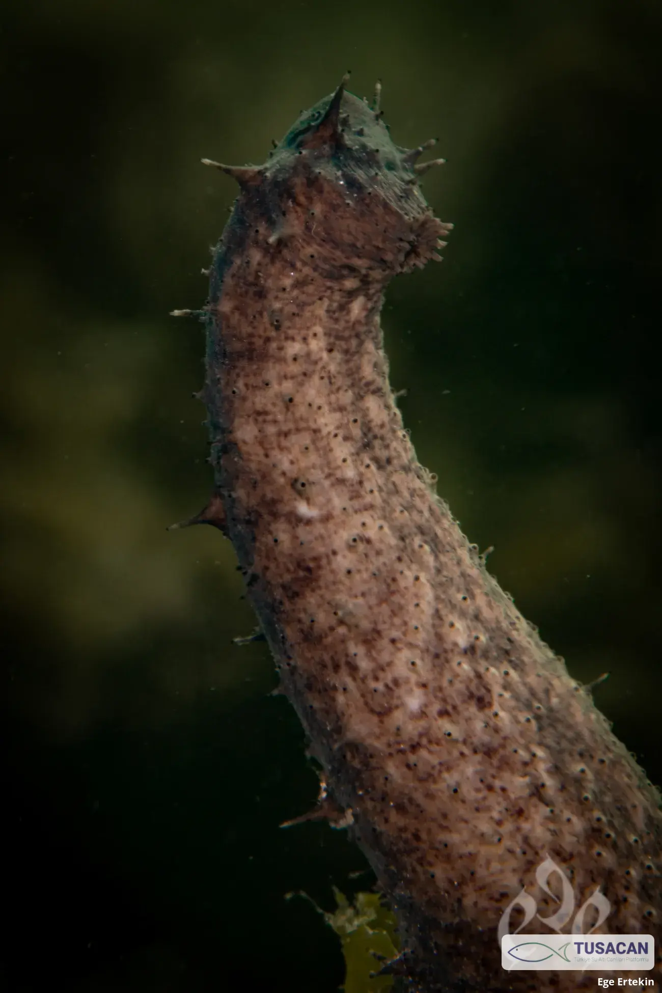 Holothuria (Holothuria) tubulosa