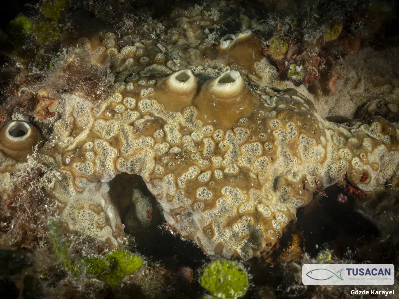 Cliona viridis