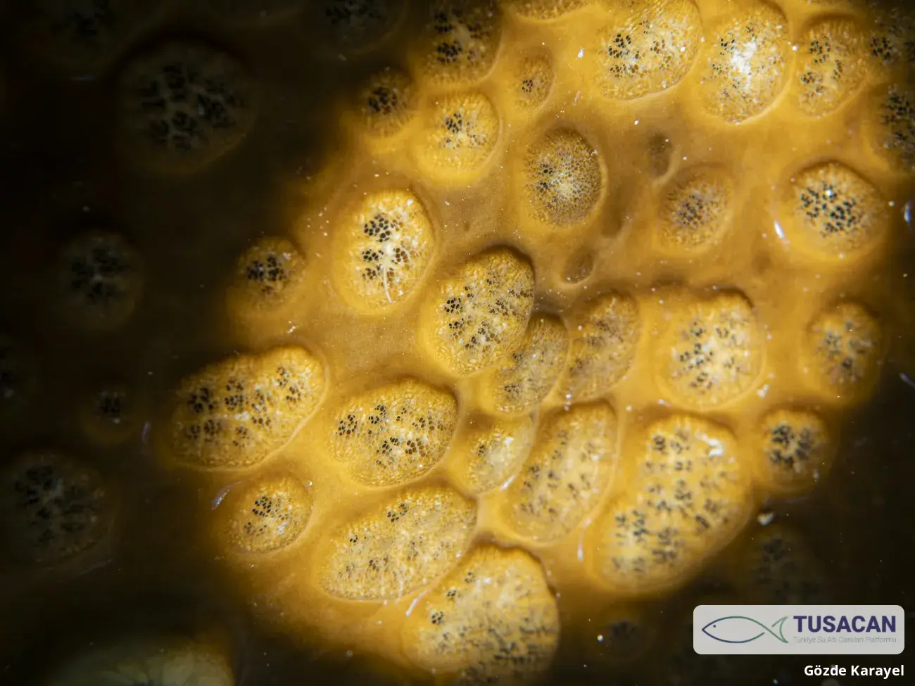 Cliona viridis