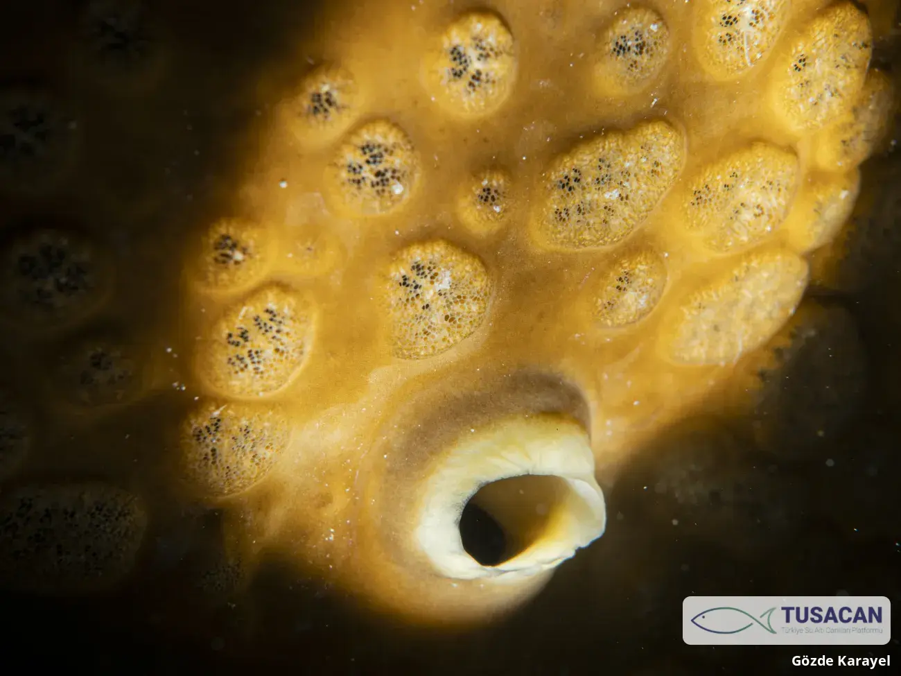 Cliona viridis