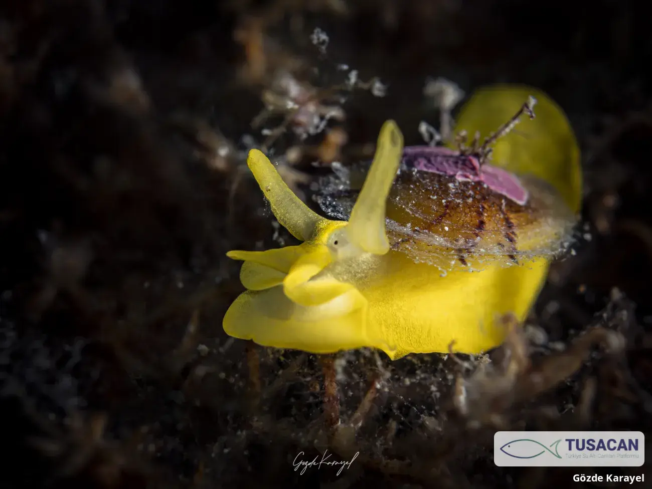 Tylodina perversa
