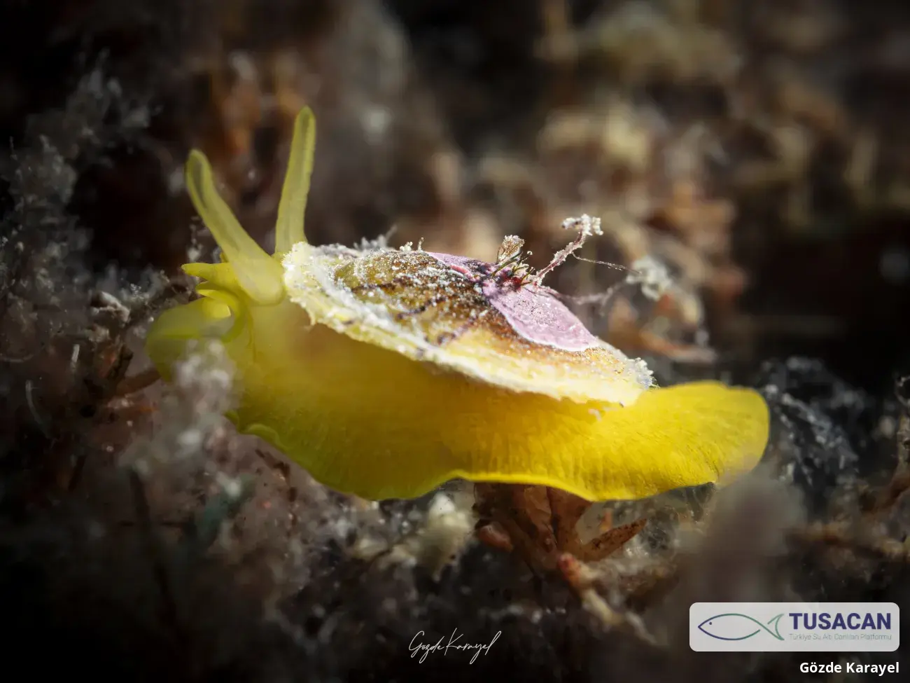 Tylodina perversa