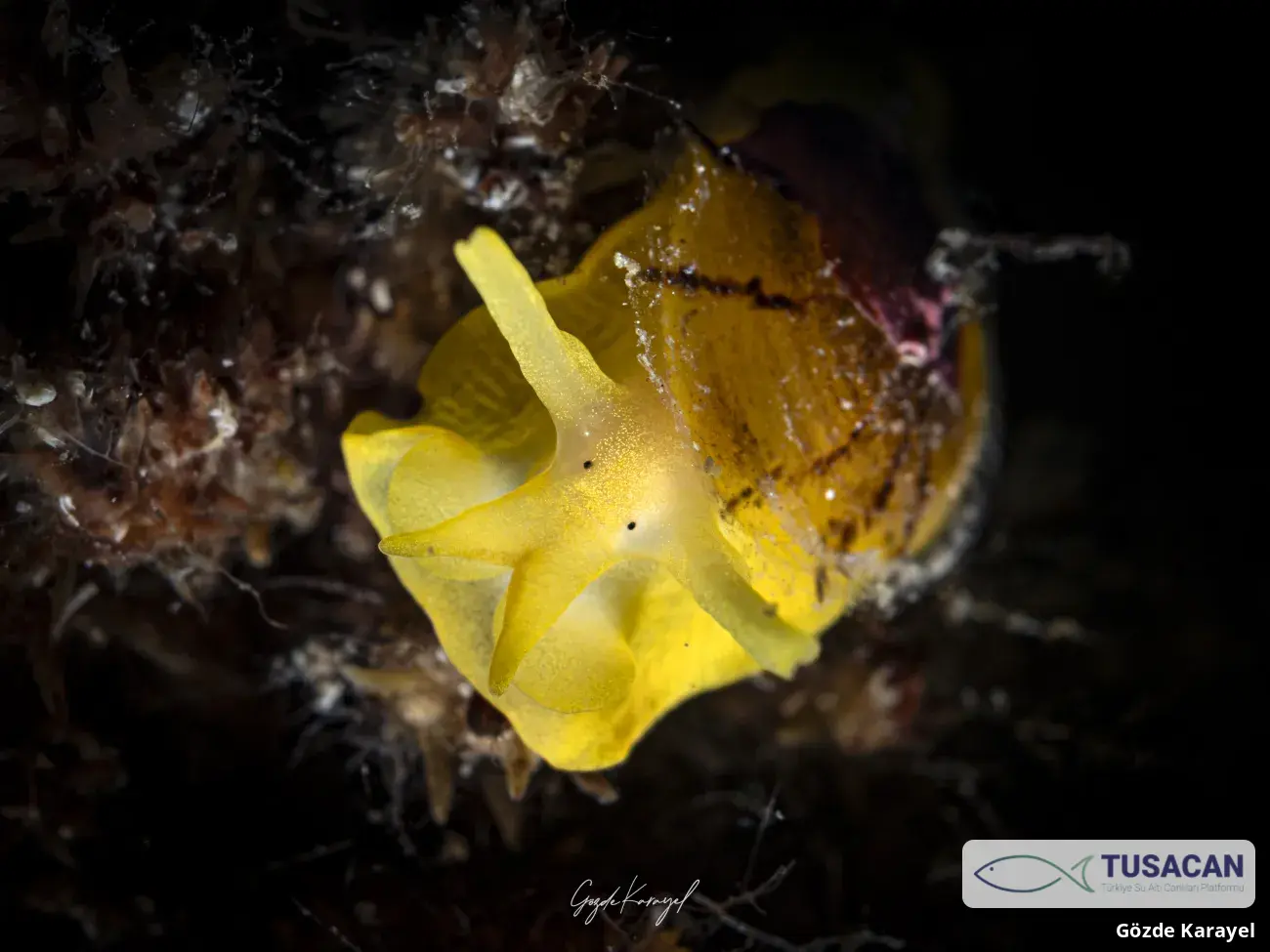 Tylodina perversa