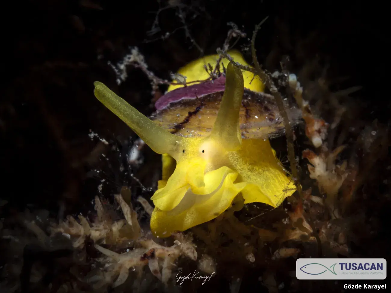 Tylodina perversa