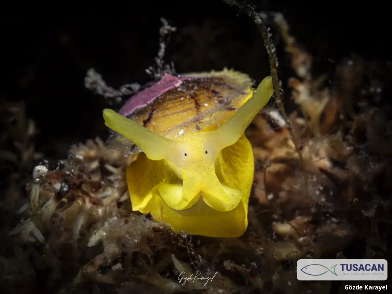 Tylodina perversa