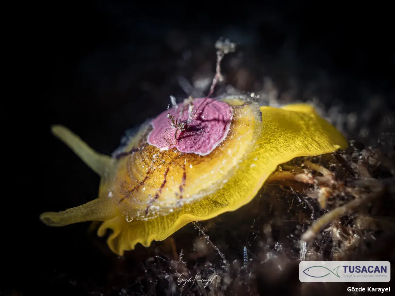 Tylodina perversa