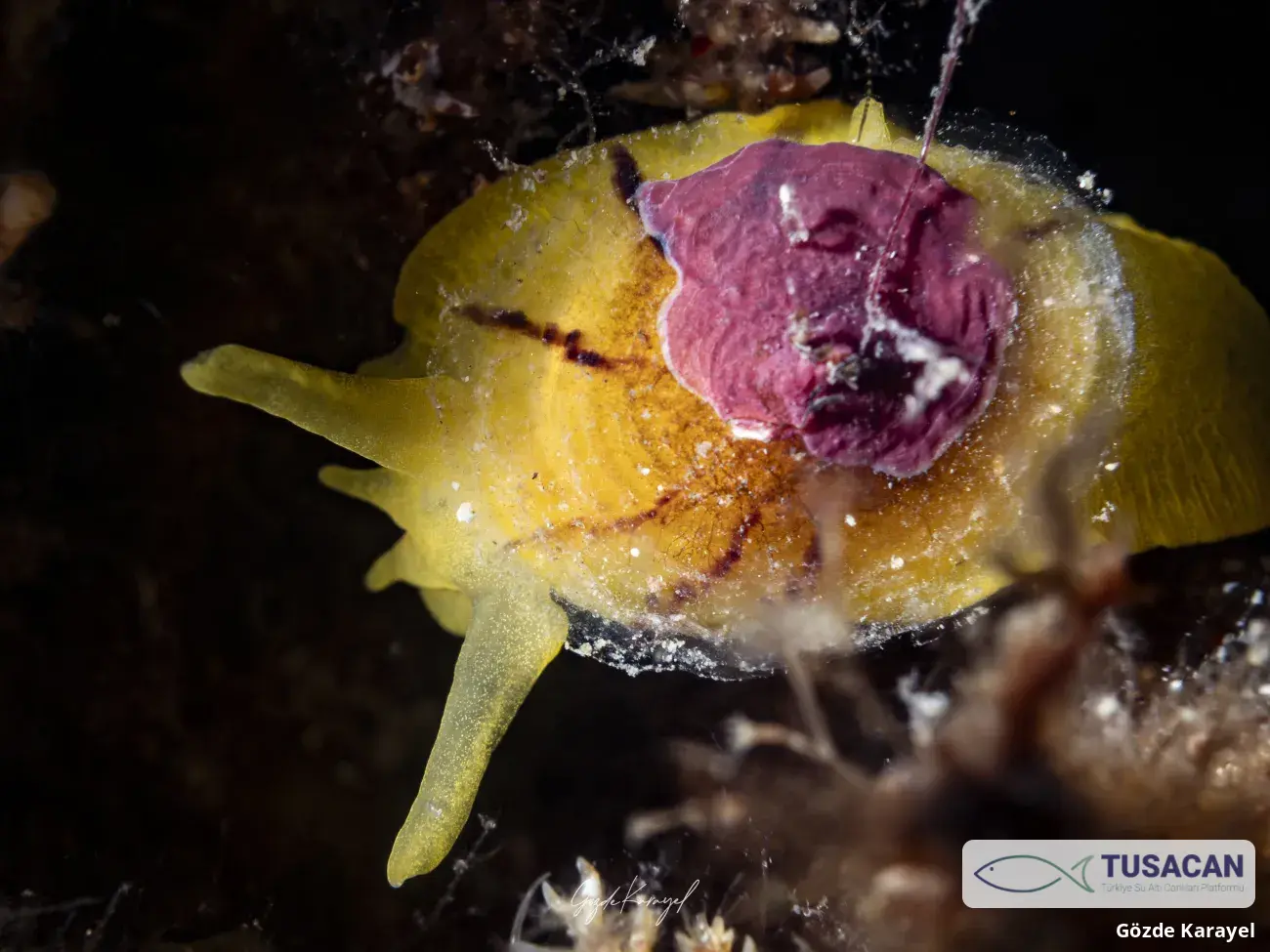 Tylodina perversa