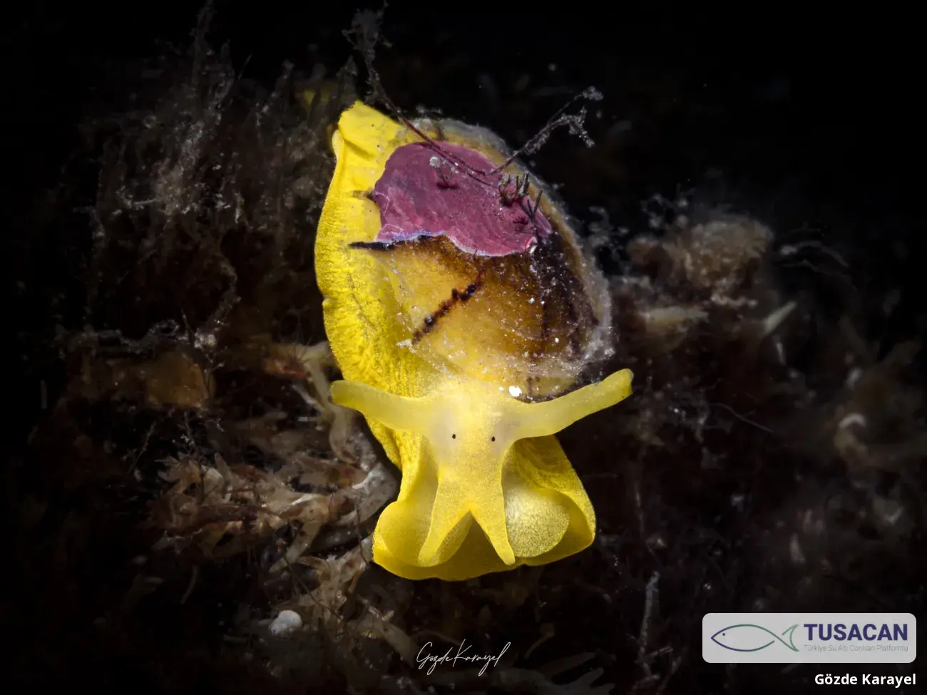 Tylodina perversa