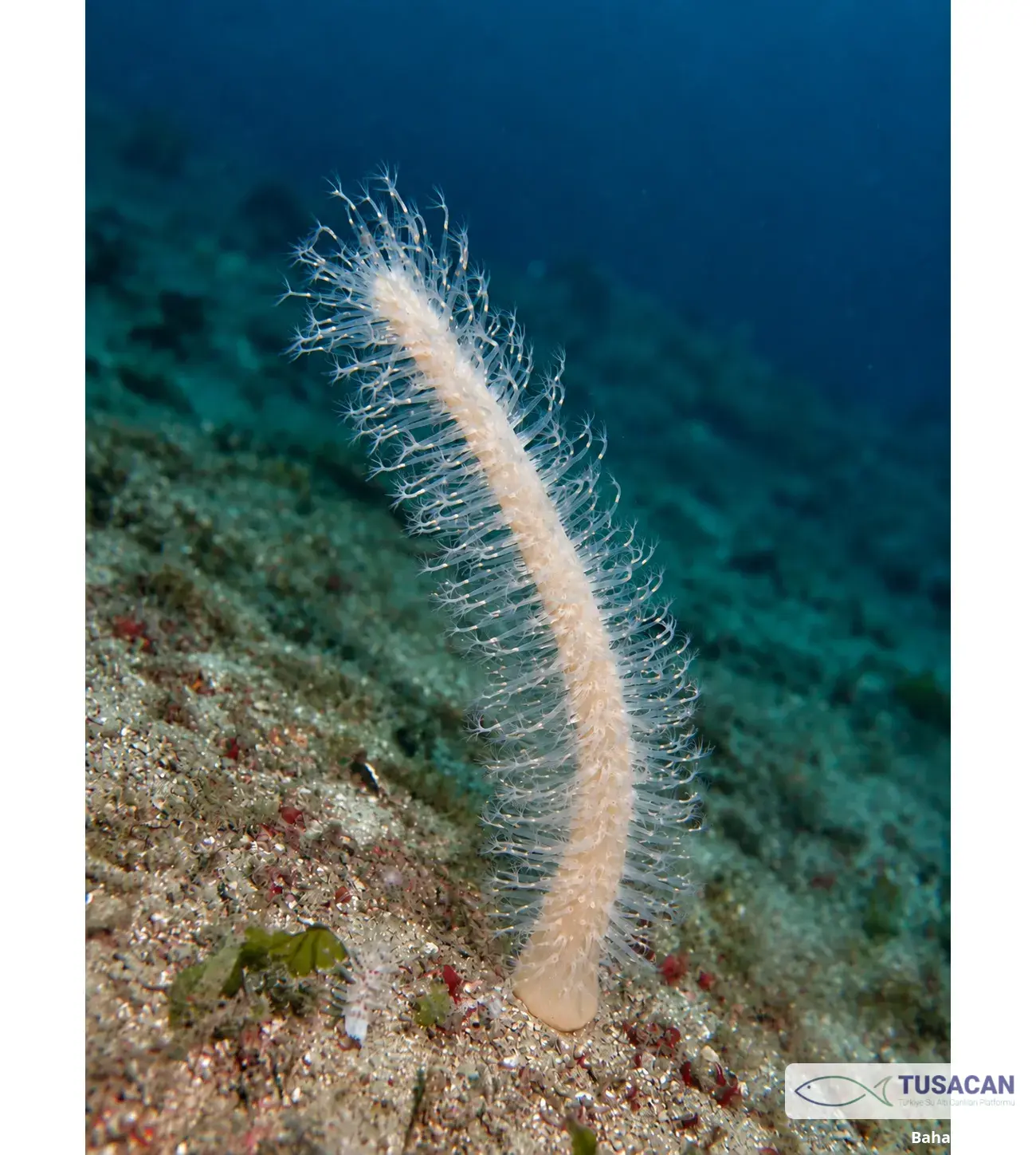 Veretillum cynomorium