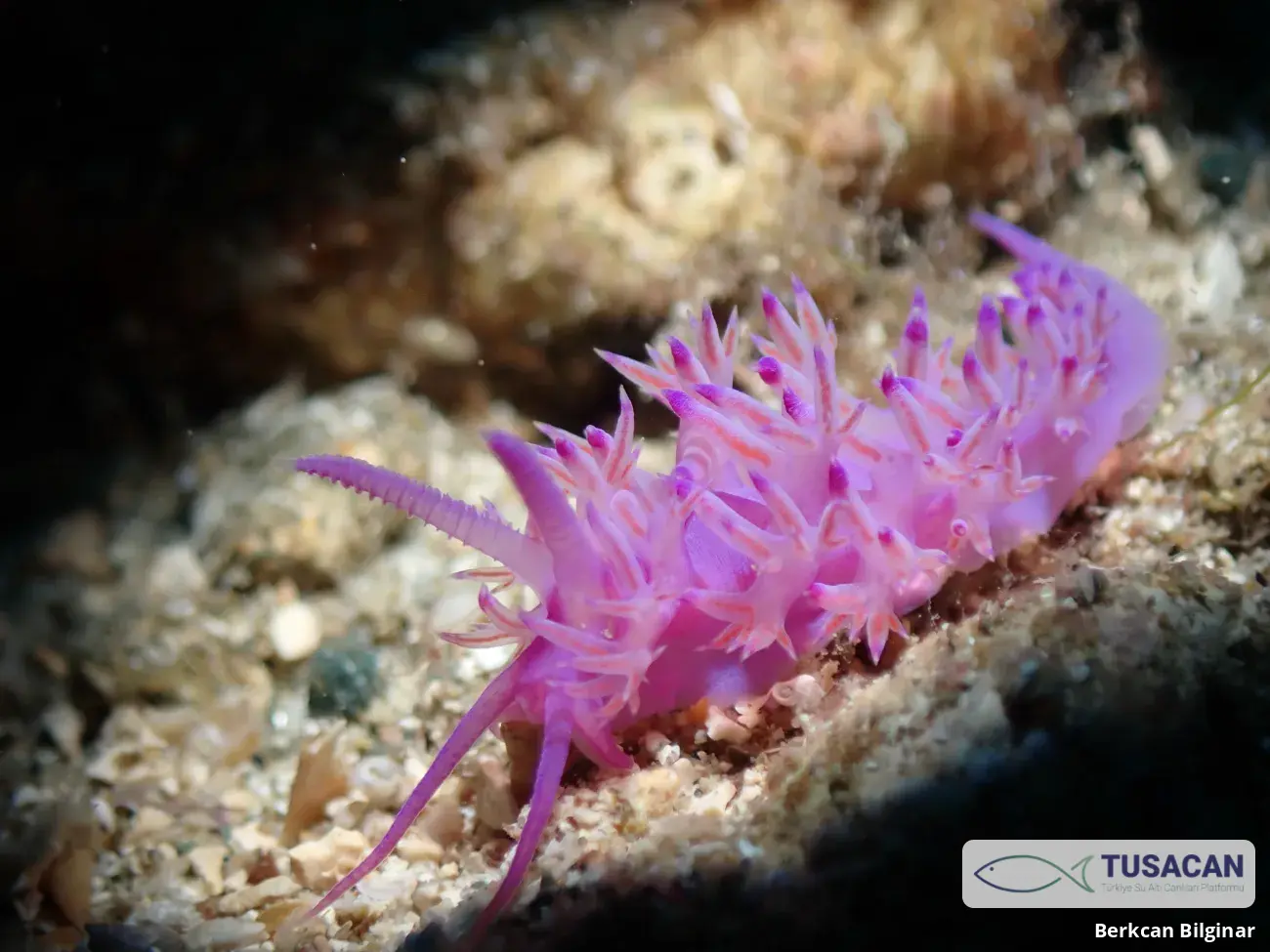 Flabellina affinis
