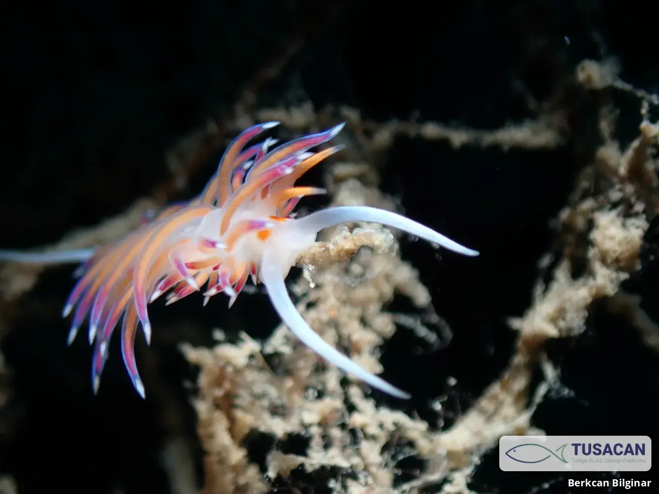 Cratena peregrina