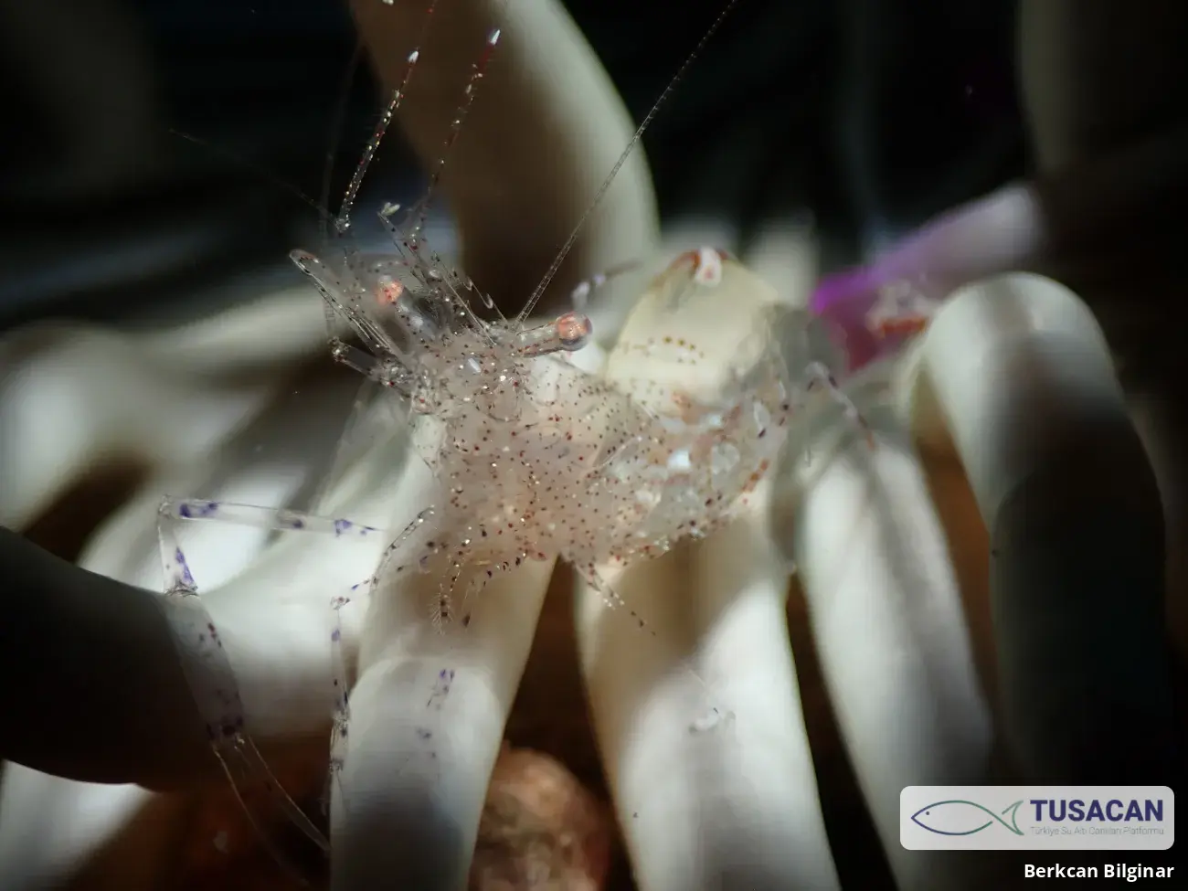 Periclimenes scriptus