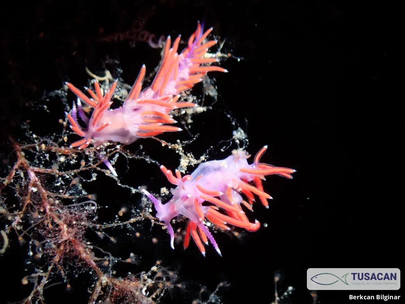 Paraflabellina ischitana