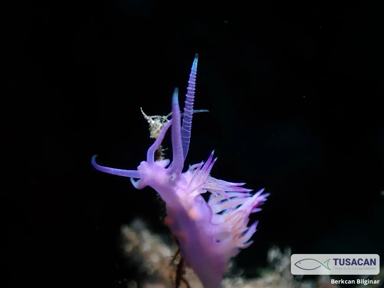 Flabellina affinis