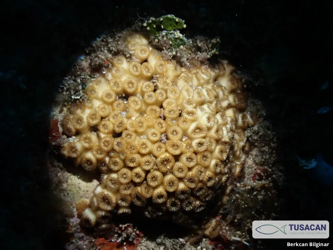 Cladocora caespitosa
