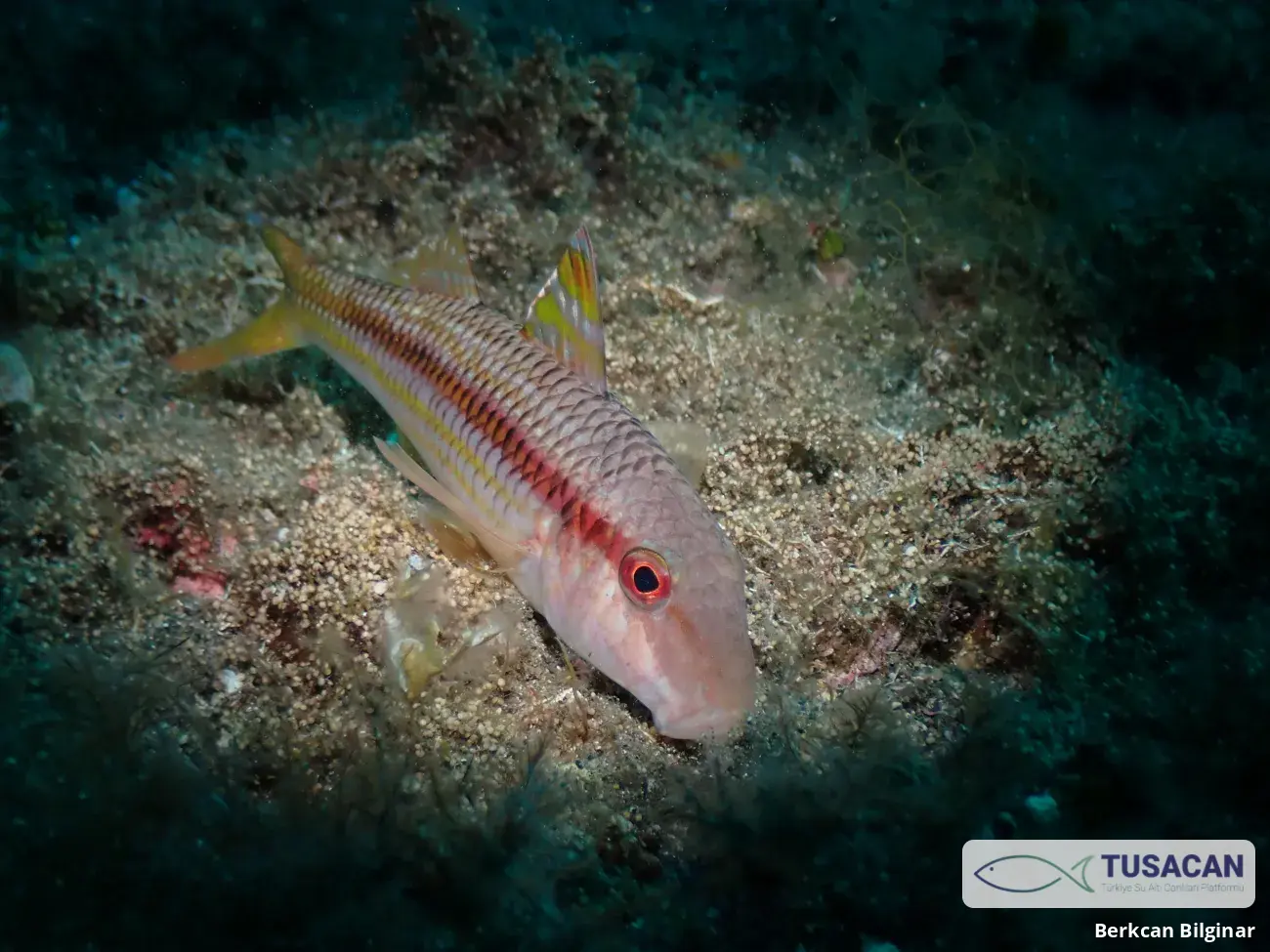 Mullus surmuletus