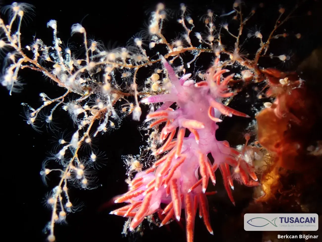 Paraflabellina ischitana