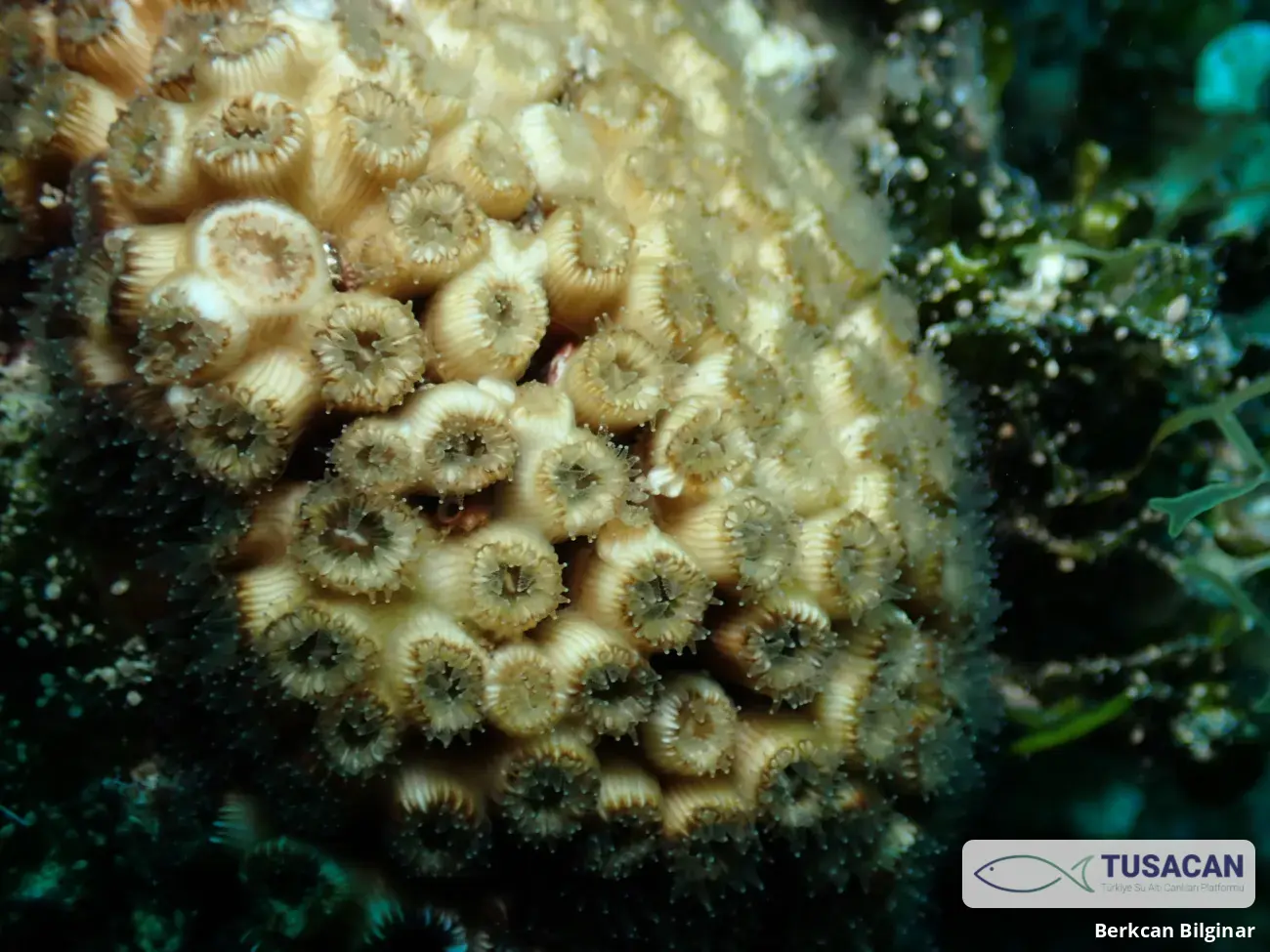 Cladocora caespitosa