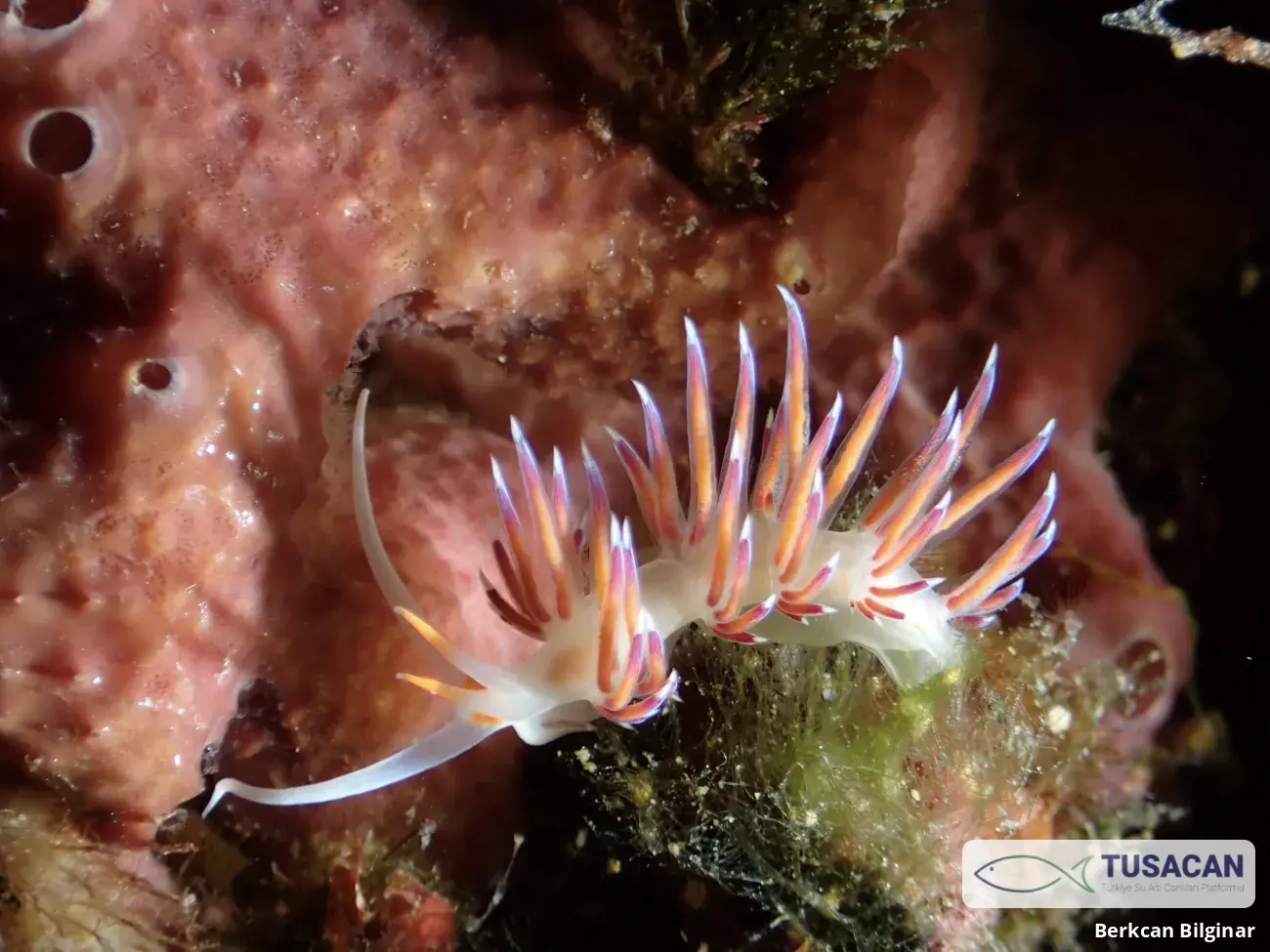 Cratena peregrina