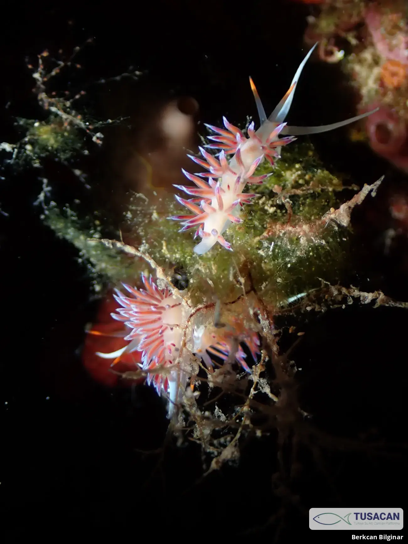 Cratena peregrina