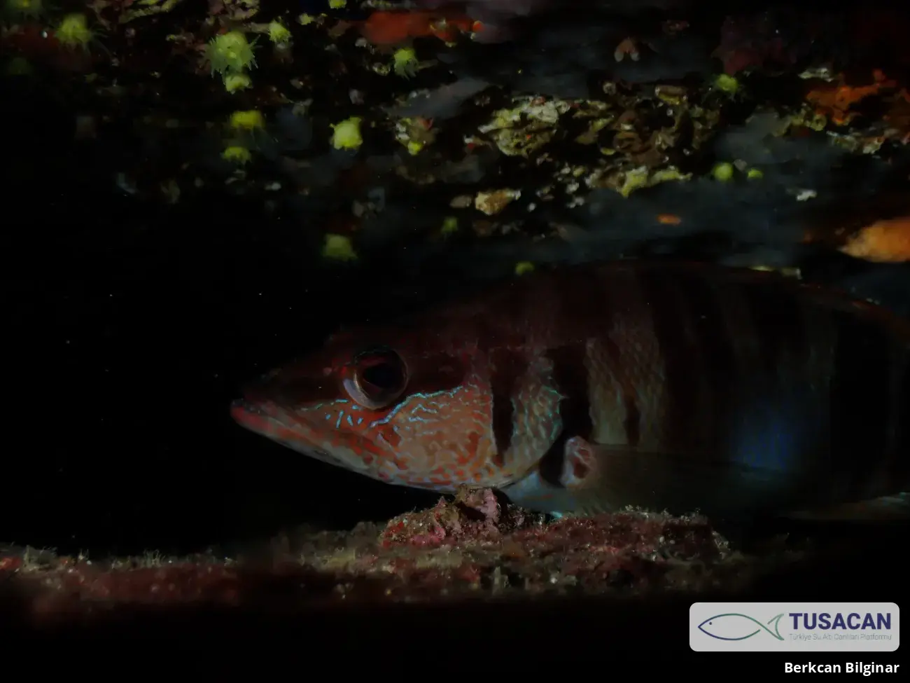 Serranus scriba