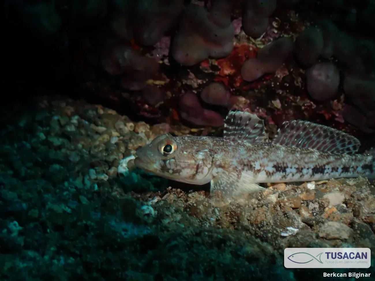 Gobius geniporus