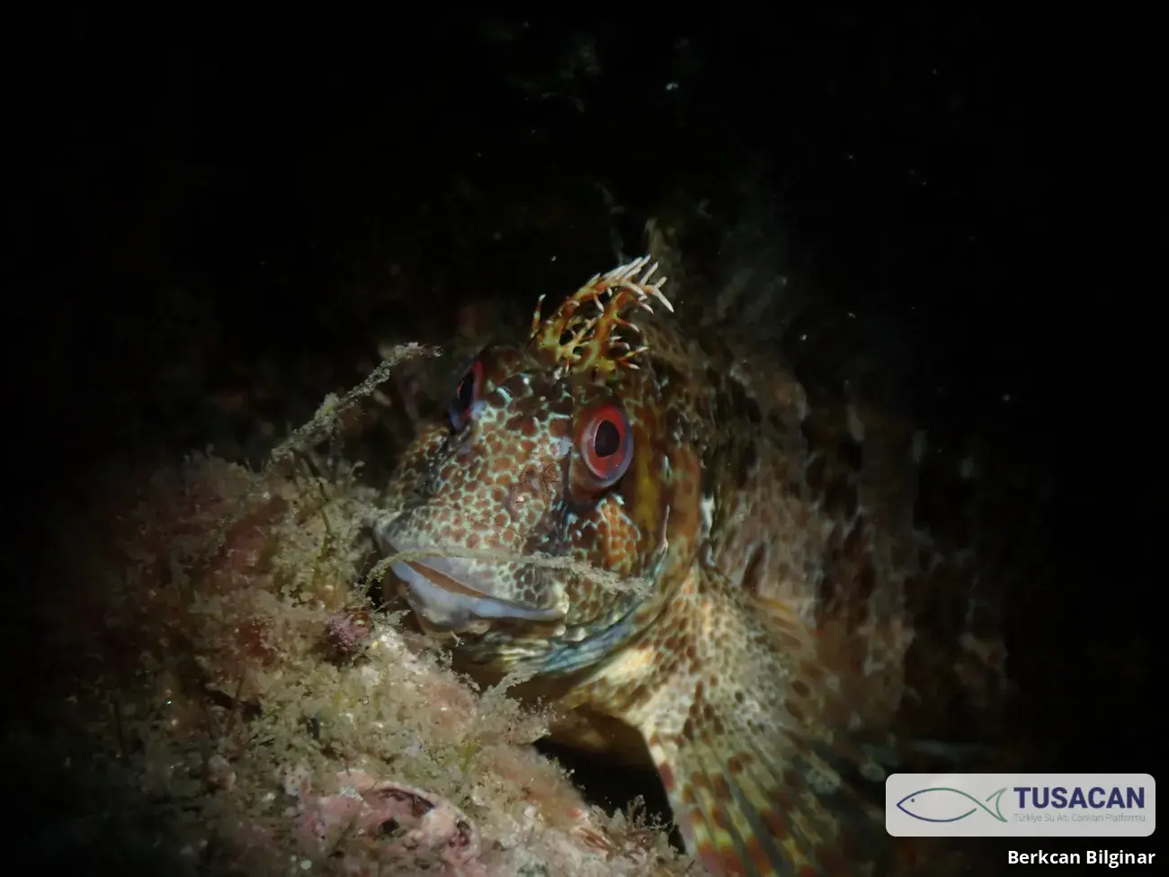 Parablennius gattorugine