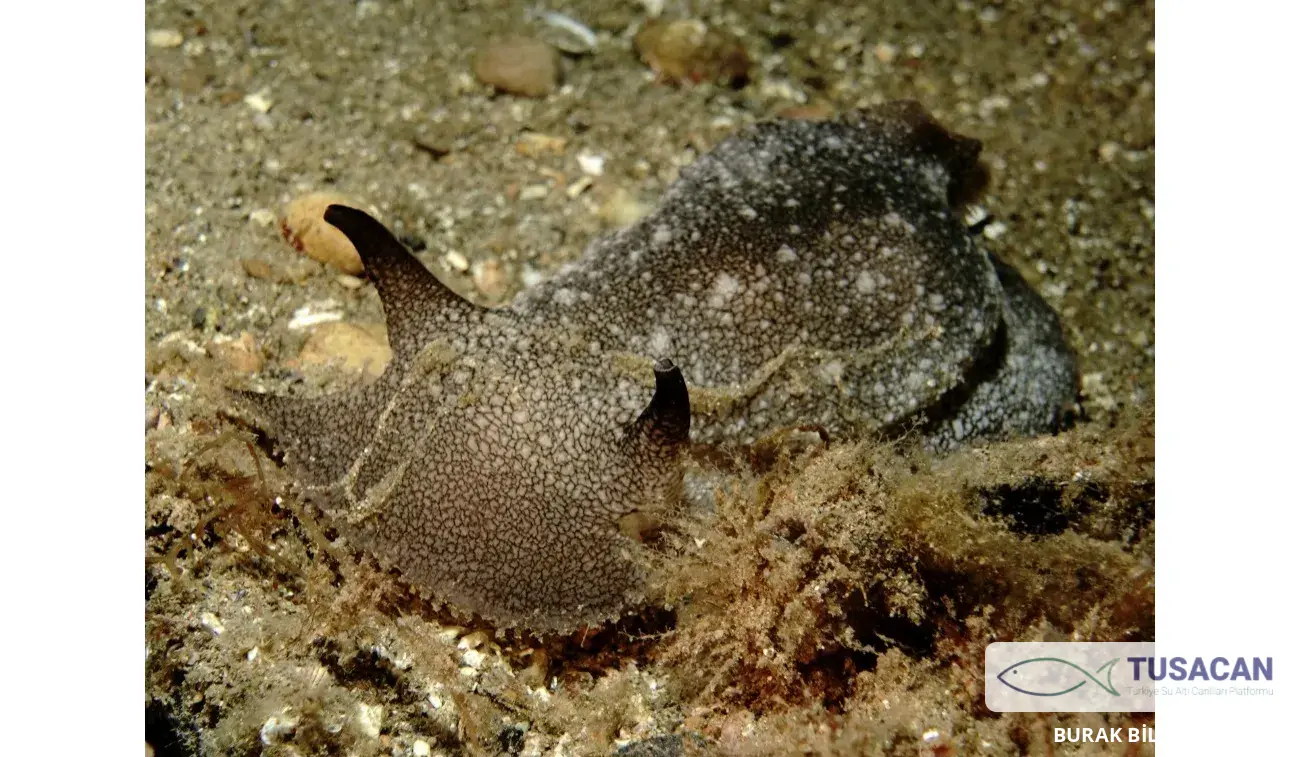 Pleurobranchaea meckeli