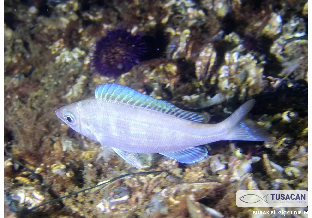 Spicara flexuosum