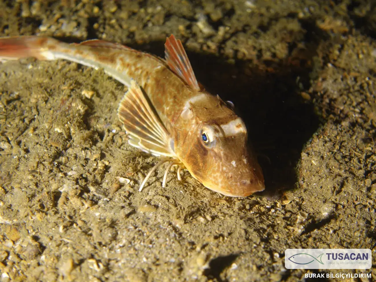 Chelidonichthys lucerna