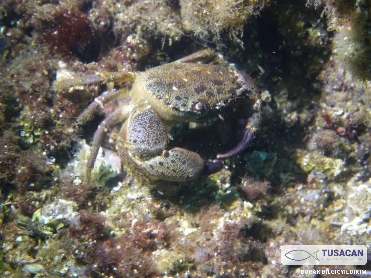 Eriphia verrucosa