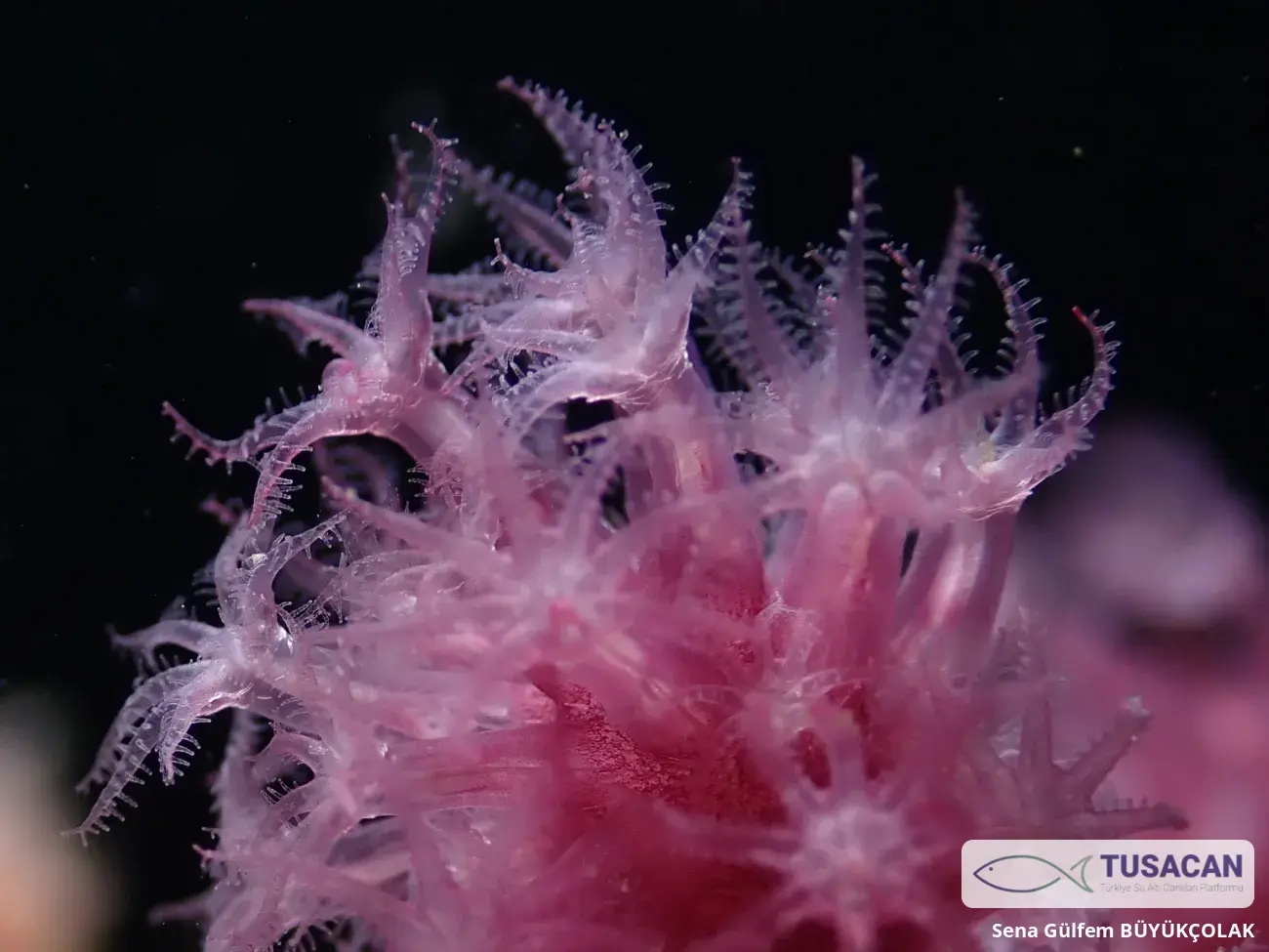 Alcyonium sp.
