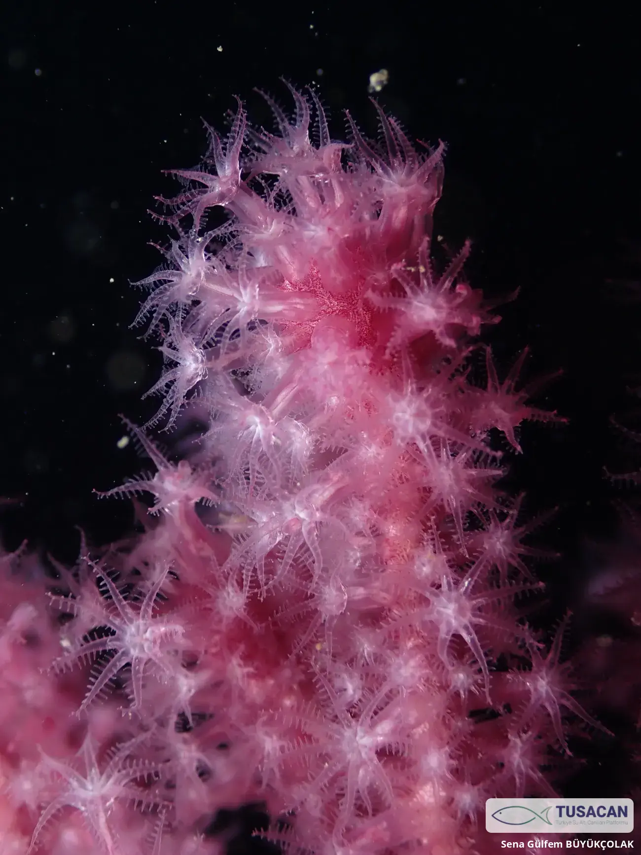 Alcyonium sp.