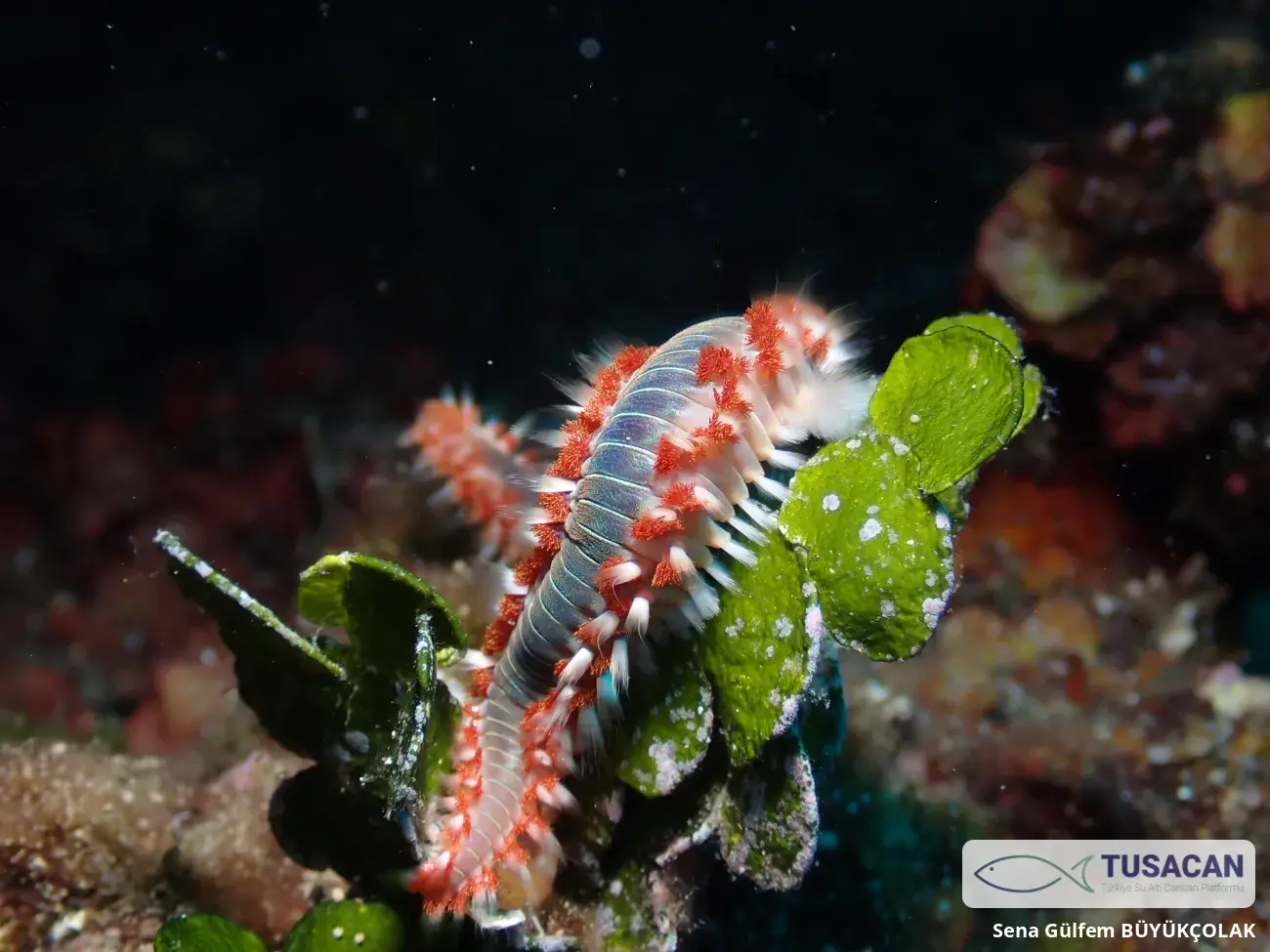 Hermodice carunculata