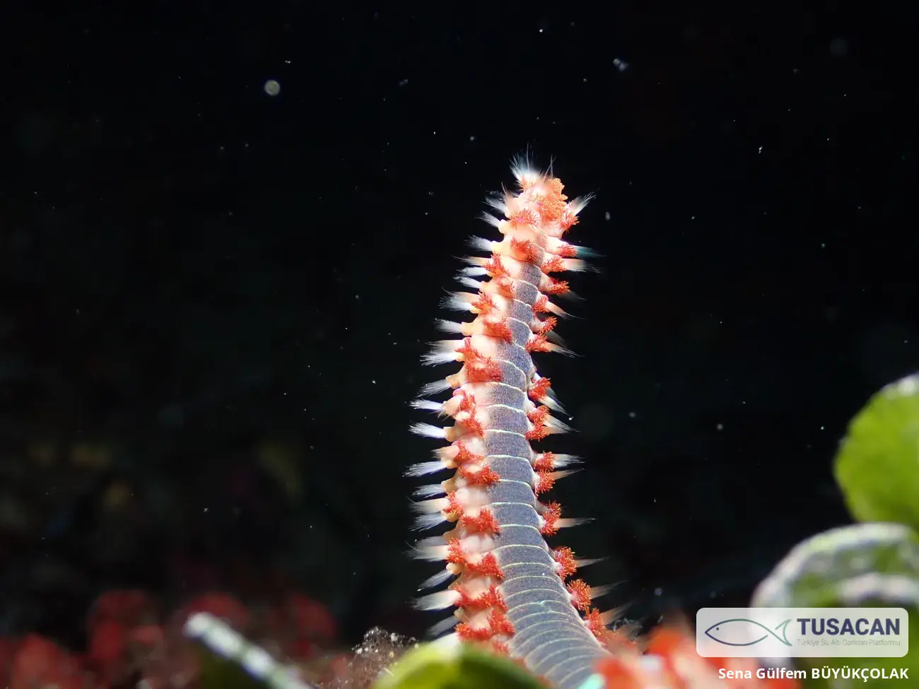 Hermodice carunculata