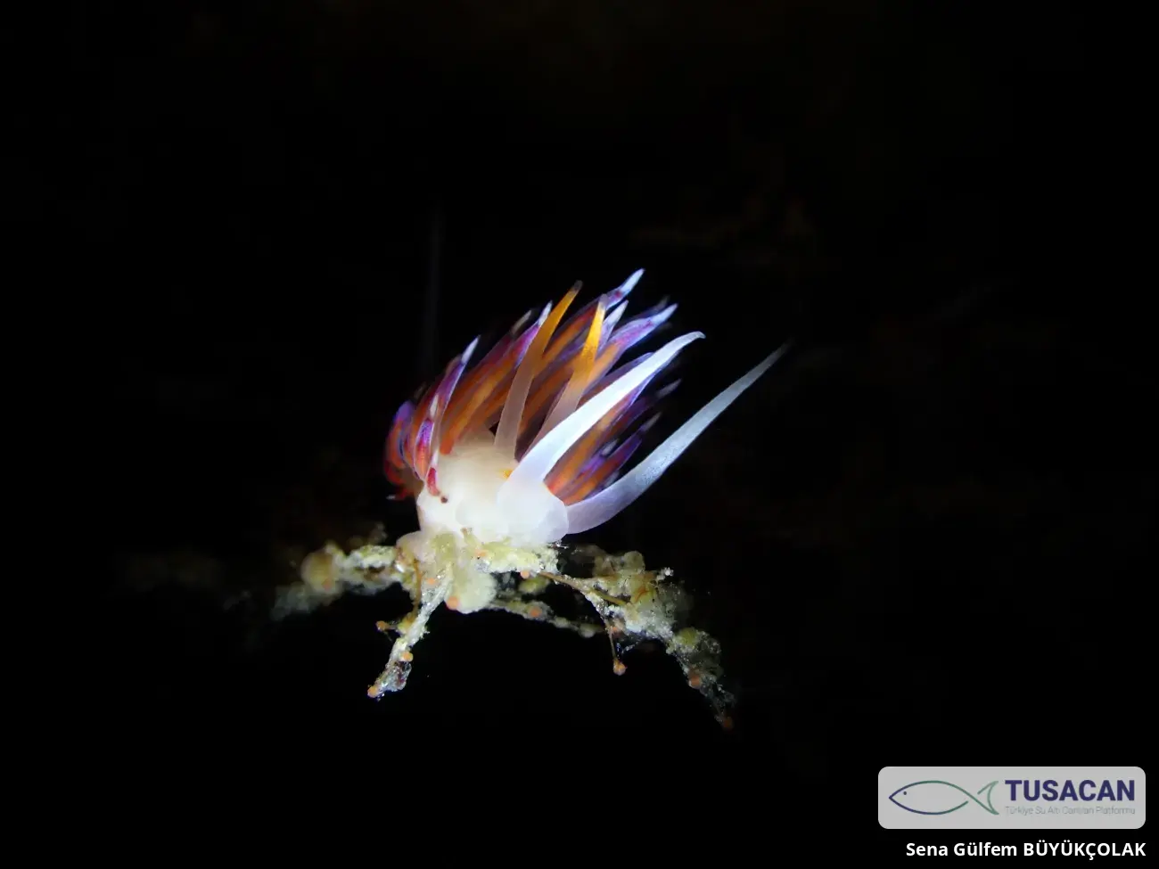 Cratena peregrina